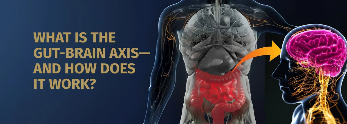What Is the Gut-Brain Axis—and How Does It Work?