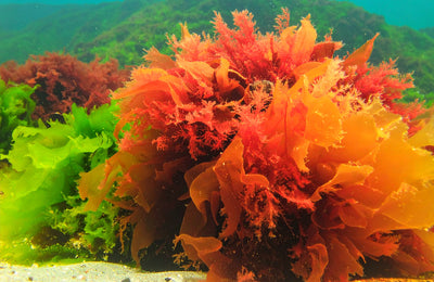 AstaReal® Astaxanthin 