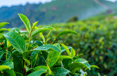 Epigallocatechin gallate (EGCG) from Green Tea 