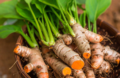 Biosolve® Curcumin 