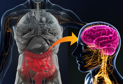What Is the Gut-Brain Axis—and How Does It Work?