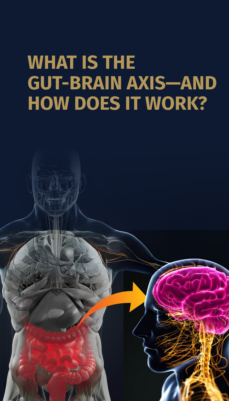 What Is the Gut-Brain Axis—and How Does It Work? - Mobile