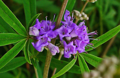 Chasteberry Extract 