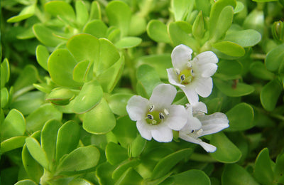 Bacopa Monnieri 
